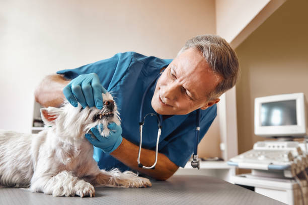 Best Emergency Dental Care for Abscessed Tooth in South Greeley, WY